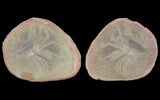Unidentified Fossil Shrimp Molt, Pos/Neg - Illinois #120960-1
